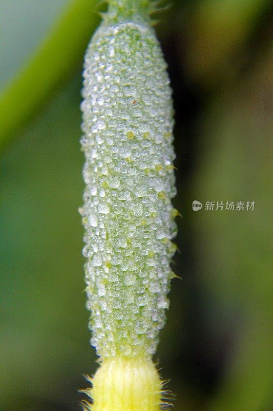 小黄瓜(Cucumis sativus, cuke, cornichons，小莳萝，小泡菜)长着黄色的花，上面有晨露。吃黄瓜有很多潜在的健康益处。